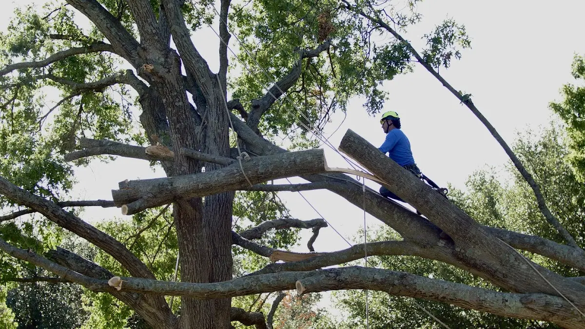 Professional Crown Thinning performed by certified arborists in Allendale