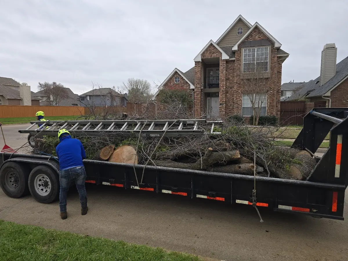 Expert Tree Removal with proper safety equipment in Allendale